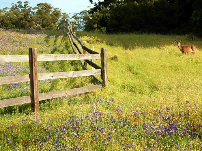 wildflowers in point reyes national seashore @ bear valley