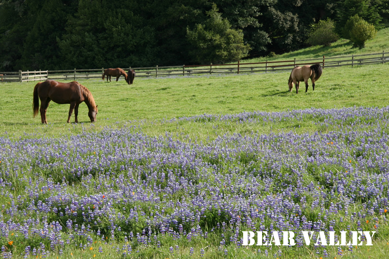 bear valley with horses and lupin